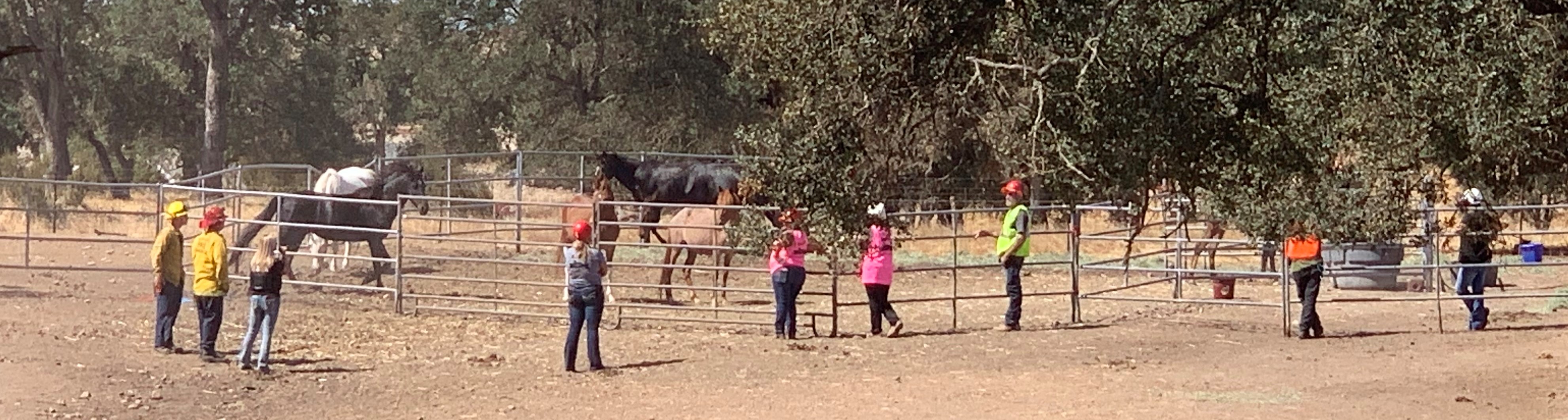 wild horses corralled