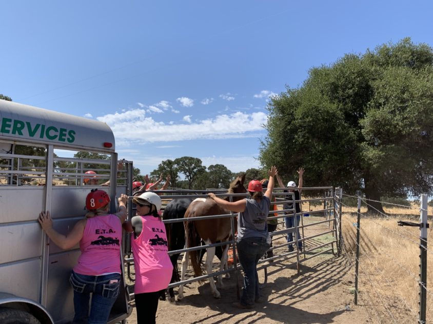 Calaveras County Horse Seizure